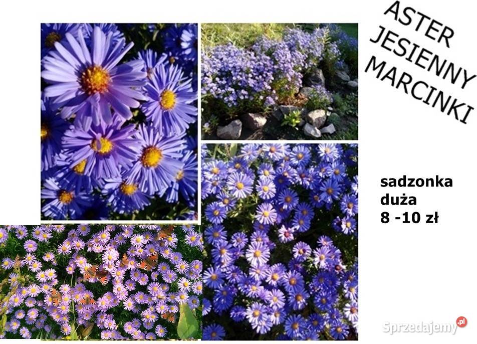 JUKA KWIAT sadzonki dużemożliwa wysyłka Rośliny wielkopolskie Poznań