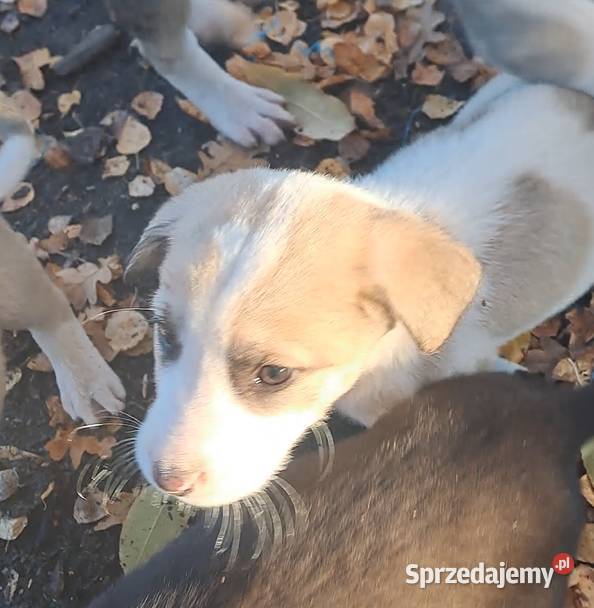 Owczarek środkowoazjatyczki szczenię