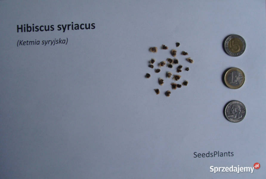 KETMIA SYRYJSKA Hibiscus syriacus NASIONA 600 kujawsko-pomorskie Lubanie