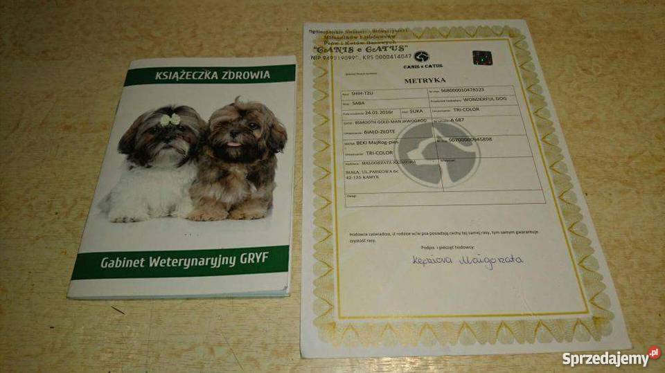 Shih Tzu Suczka Rybnik