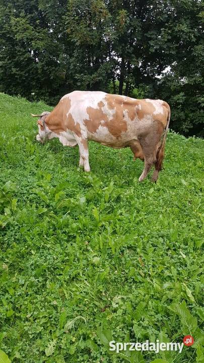 sprzedam krowę Nowy Targ