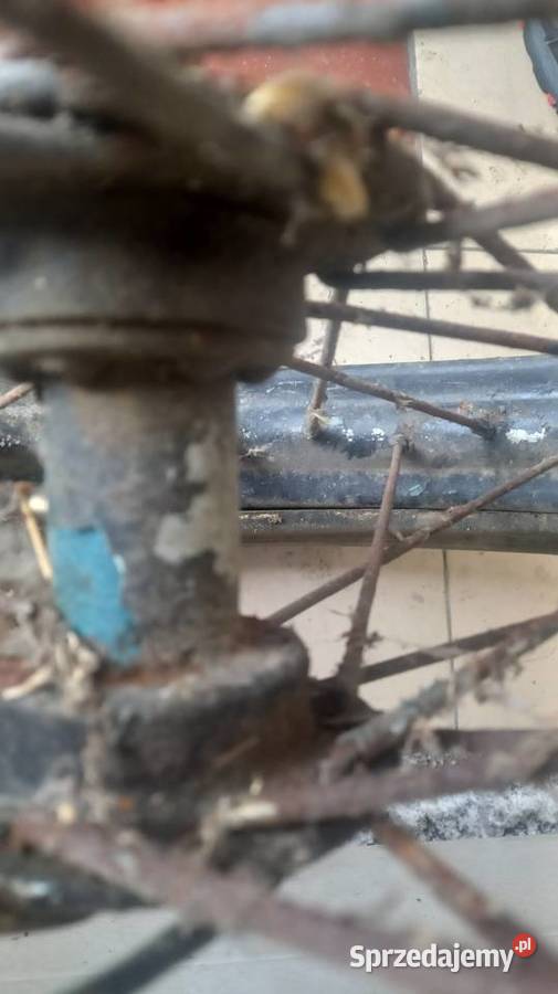 Koło 30019 Triumph Standart TWN Victoria Perak Siemiatycze