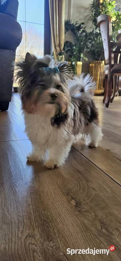 Yorkshire terrierYork Chocoberry Kobysewo