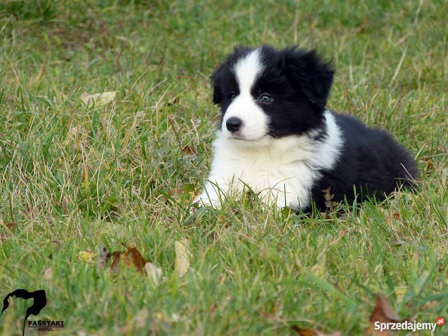 Border Collie rodowodowe szczenięta ZKwP Mińsk Mazowiecki