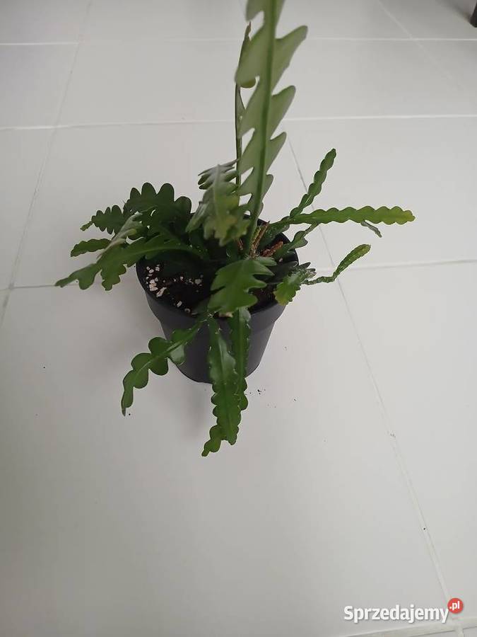Epiphyllum anguliger kaktus zygzakowaty zygzak śląskie Częstochowa