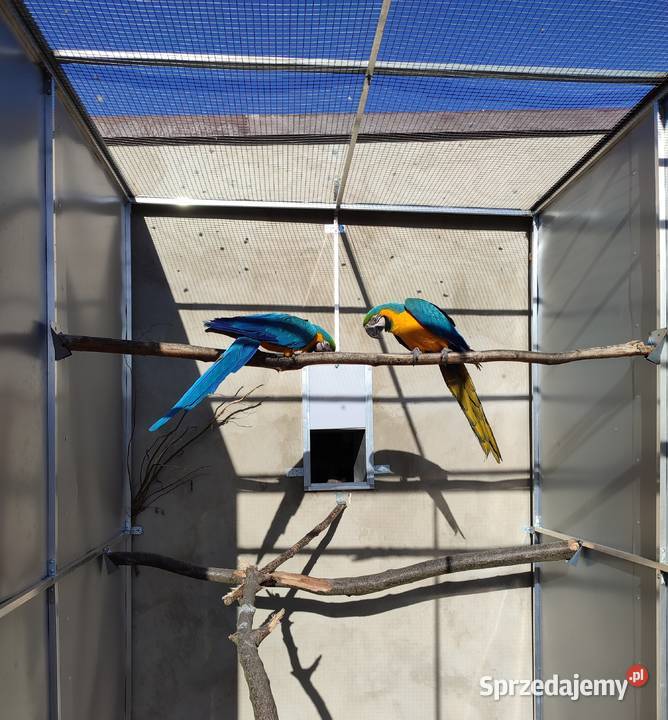 Para papug ar araraun 2023r