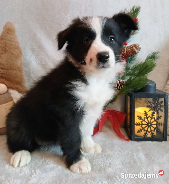 Border collie suczki