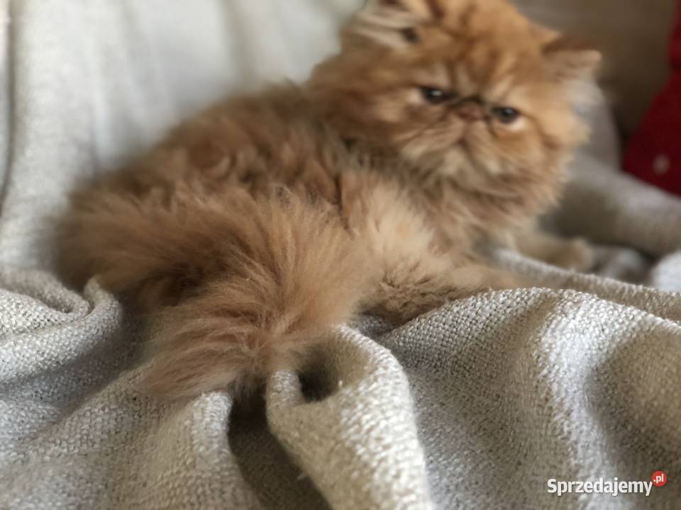Koty perskie persy Pers sprzedam