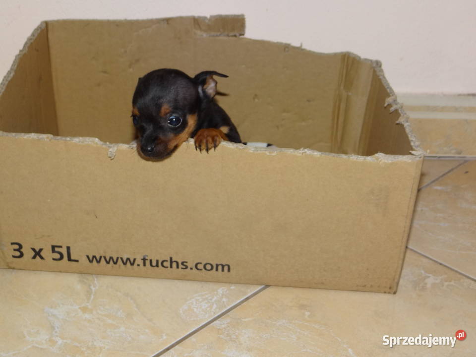 Ratlerek miniaturka piesek 8 tygodni Wierzbica