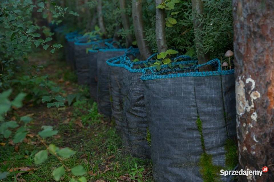 Grab pospolity Carpinus betulus 45 m obwód 810 z wielkopolskie