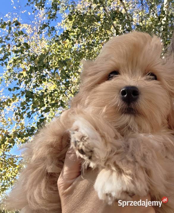 Do odbioru Hawańczyk Championie FCI ZKwP Chrośla