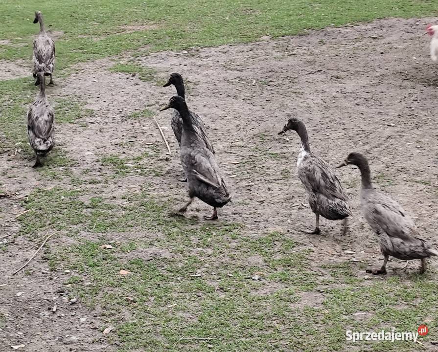 Jaja kacze biegusów lęgowe wysyłka odbiór Hodowla drobiu śląskie