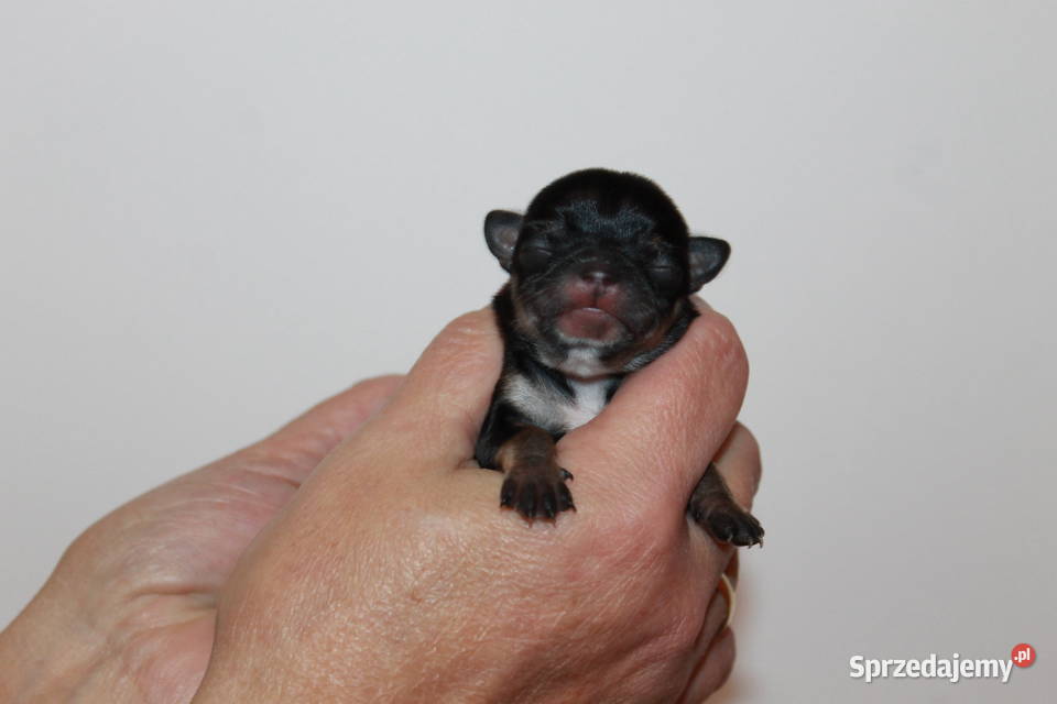 Chihuahua suczka ZKwP FCI Prawdziwy rodowód Świnoujście
