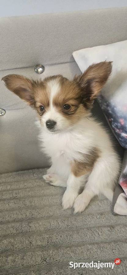 Papillon FCIZKWP Spaniel Kontynentalny dolnośląskie