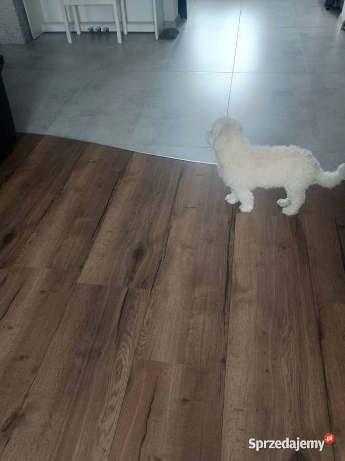 Piesek matipoo Smardzewice