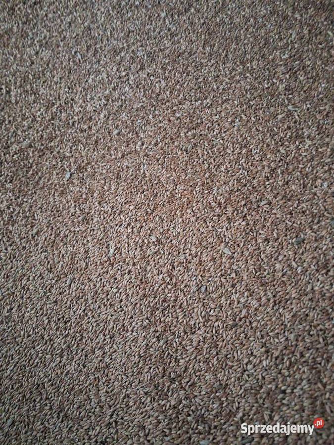 Pszenżyto ozime Miękinia