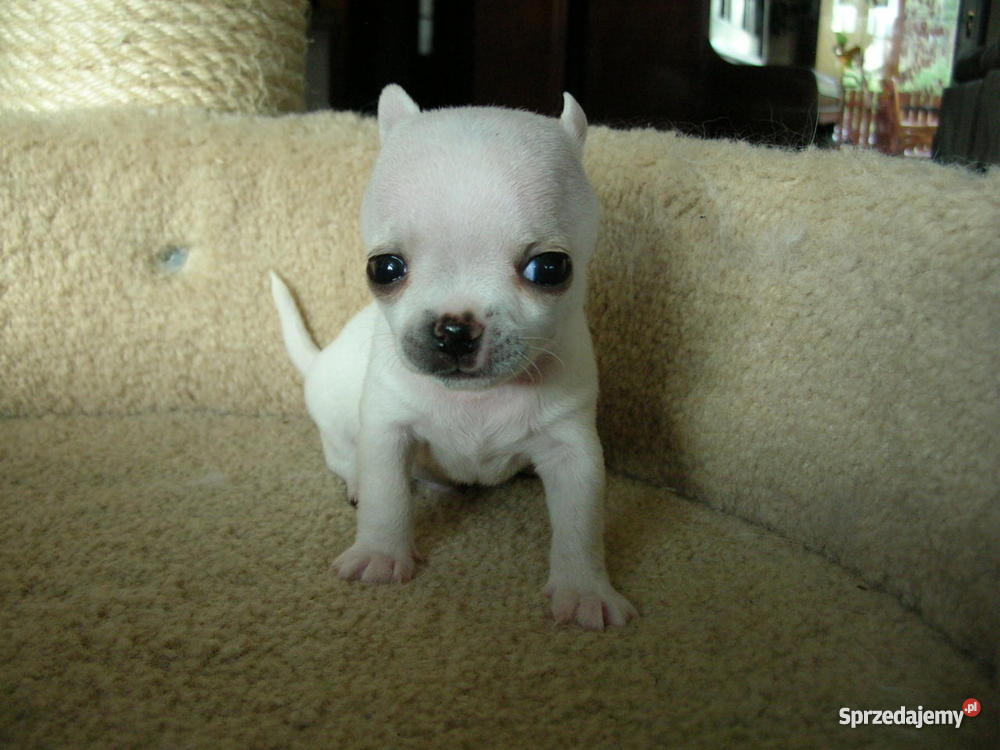 biały pies łat na imię ma o Brzeg