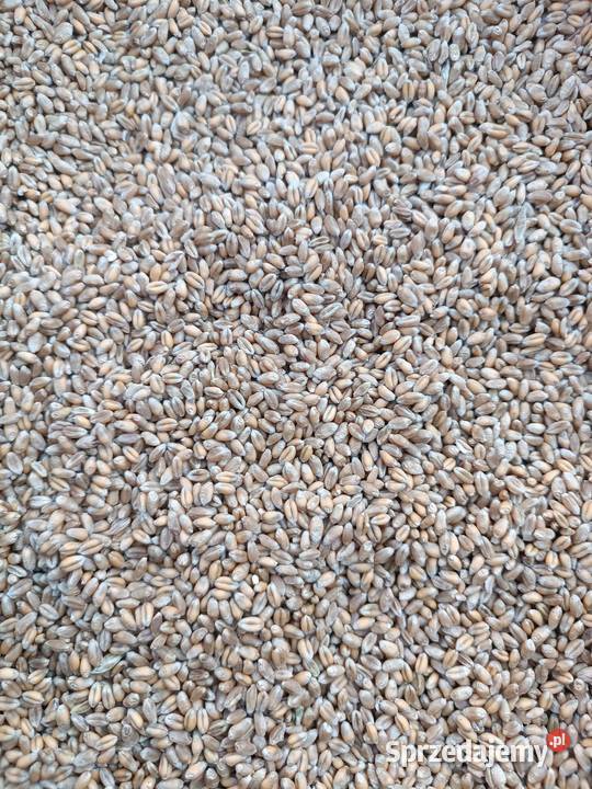 Sprzedam pszenicę ozima EUFORIA