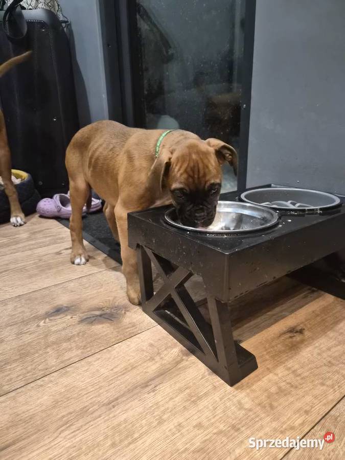 Bokser szczeniak o imieniu hodowlanym Boss Pabianice