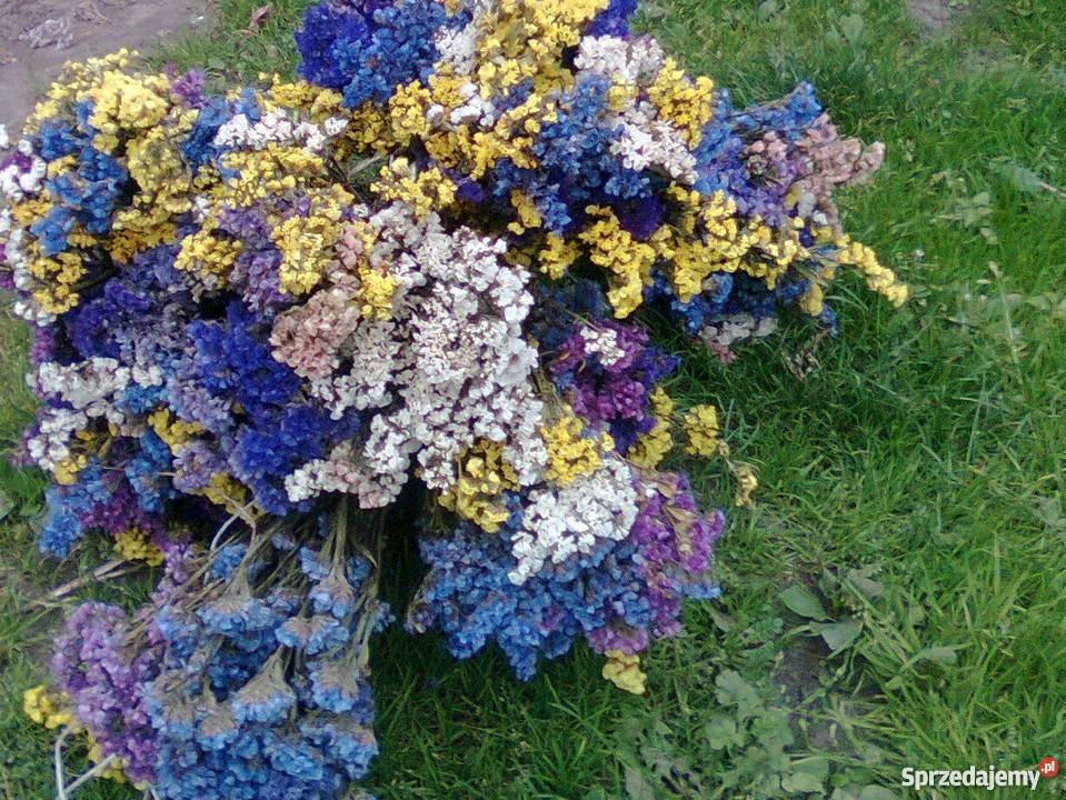 ZATRWIAN WRĘBNY LETNI TATARSKI SUSZ Chmielew