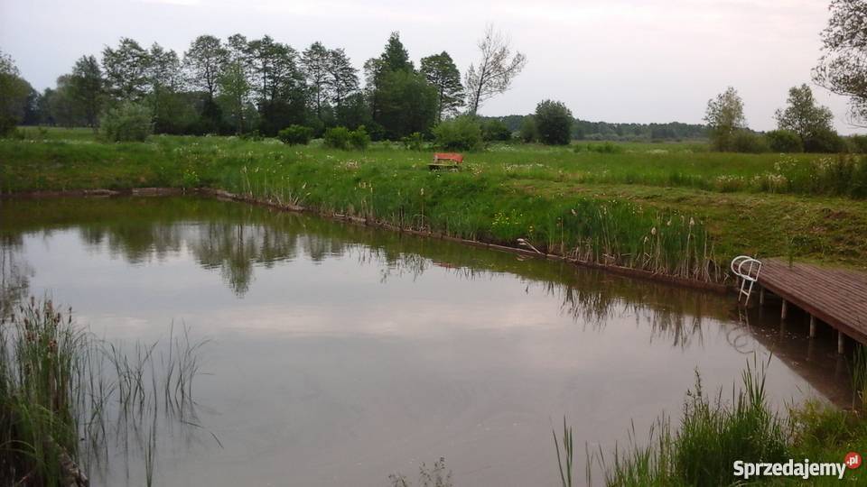 Sprzedam dom 300 m2 i działka 1ha staw wielkopolskie Kramsk