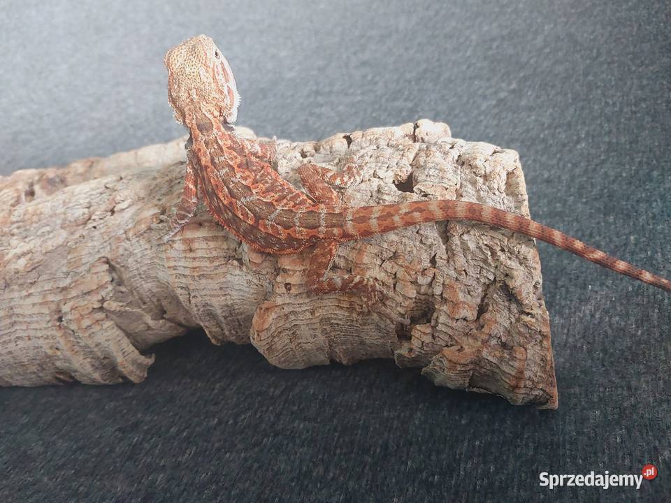 Agama brodata Gdynia