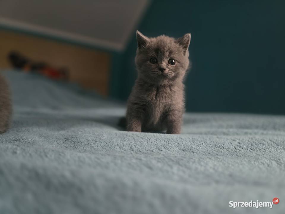 Kocięta brytyjskie dolnośląskie Łagiewniki