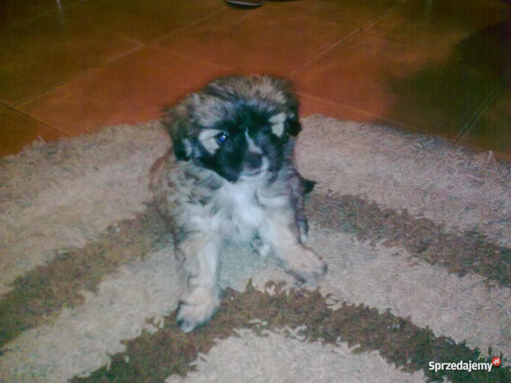 szczeniaka 2 miesięcznego