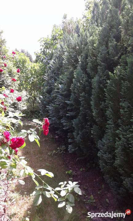 Działka ROD Strzeszyn Nieruchomości sprzedam