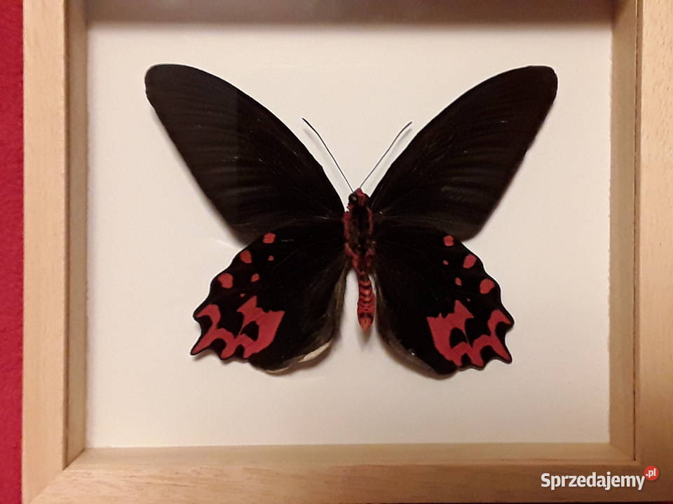 Motyl wramce 16x14 Atrophaneura semperi 110 mm zachodniopomorskie Szczecin sprzedam
