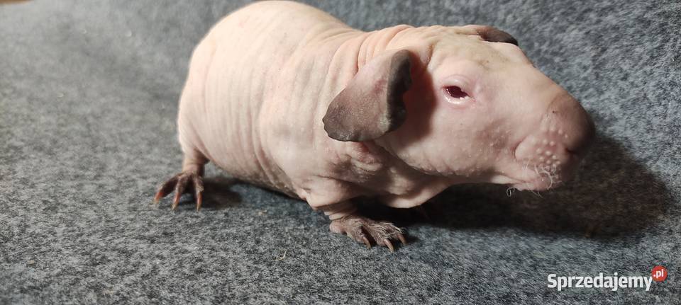 Świnka morska cavia skinny Baldwin US Teddy z