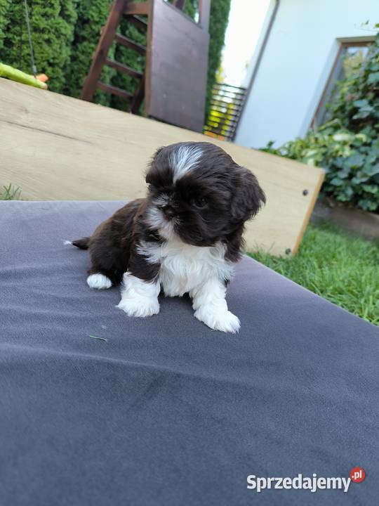 Pieski shih TZU gen czekolada Staszów sprzedam