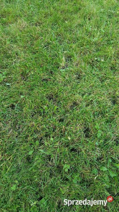 Wypożyczalnia aerator wertykulator koparka Warszawa