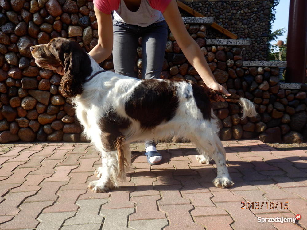 Springer Spaniel Angielski Ostrów Wielkopolski