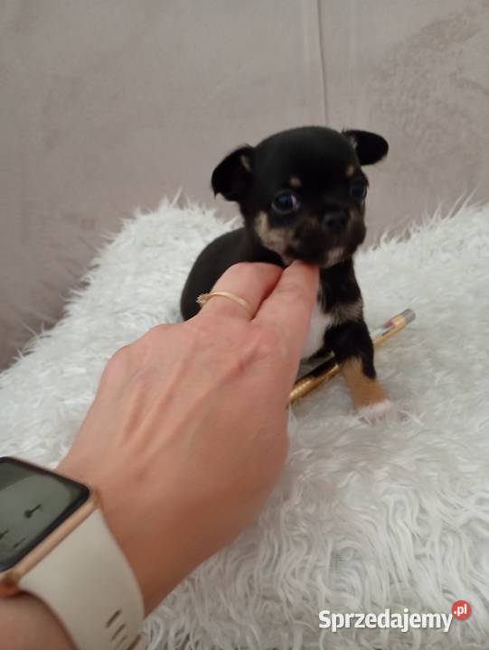 Chihuahua piesek Konin