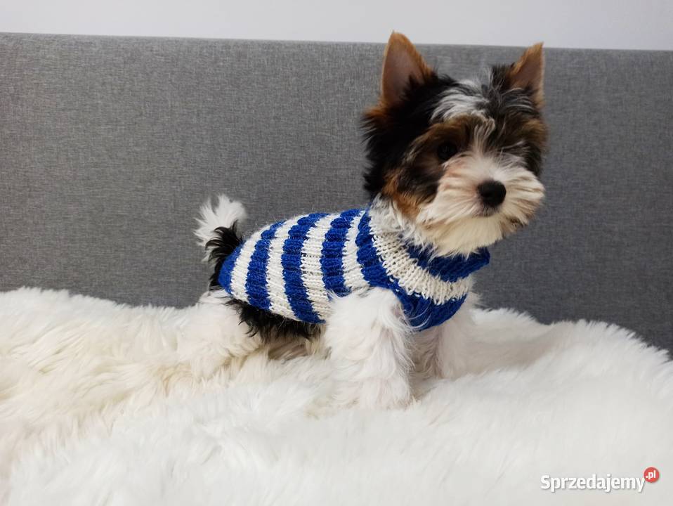 Do odbioru York Biewer 100 Rodowód IHR Czip BEZ Warszawa