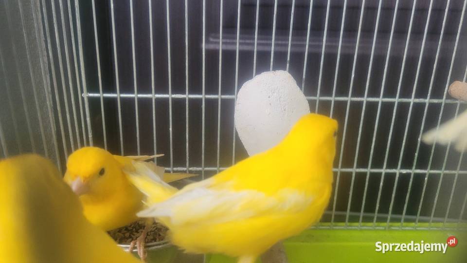 Biale i zolte kanarki