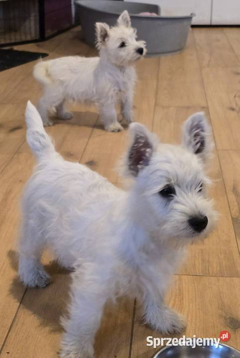 West highland white terrier westi zkwp FCI Piątkowisko
