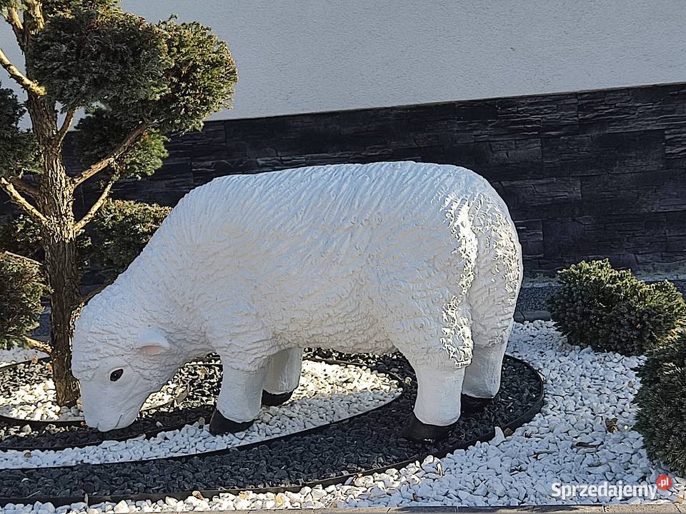 Owca DUŻA XXXL podkarpackie