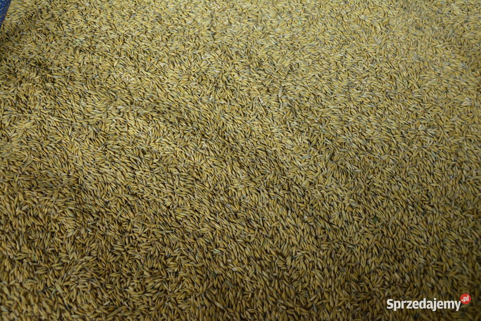 Owies Rambo Zbiór 2025 Godowa