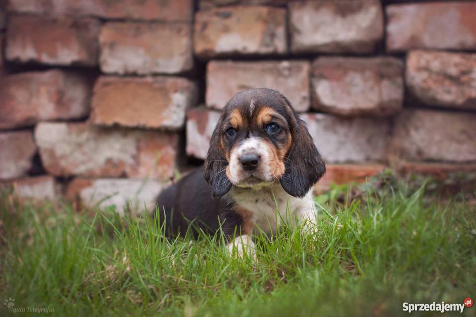 Szczenieta basset hound Championach z rodowodem Jaworzno