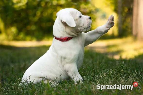 Szczeniak dogo argentino małopolskie Oświęcim