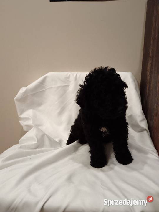 Cockapoo Pozostałe mazowieckie Żółwin sprzedam