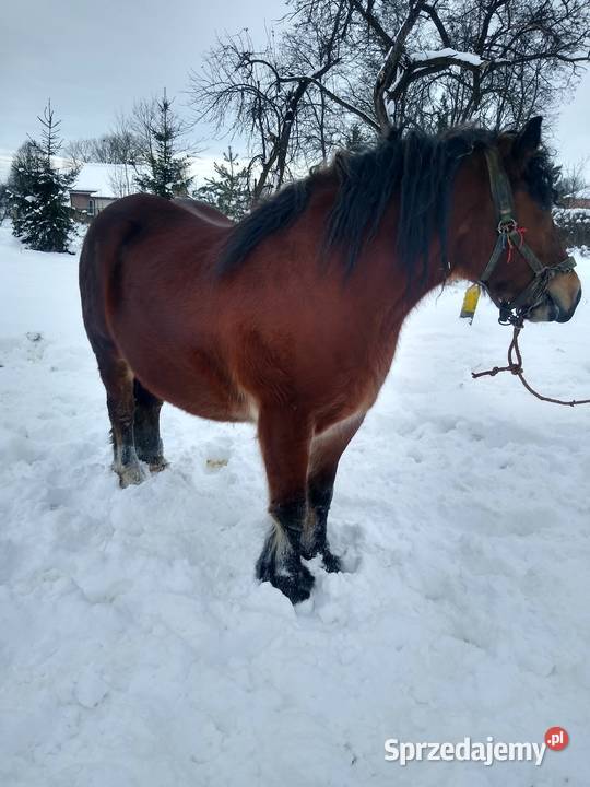 Klacz zimnokrwista Ropczyce