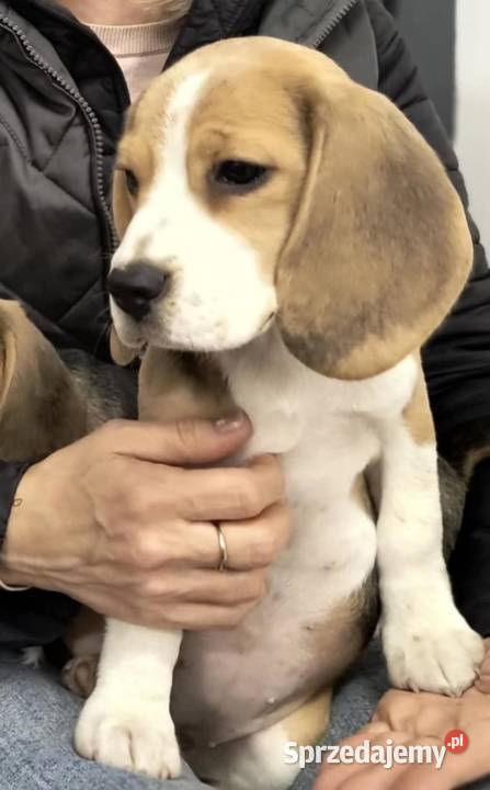 Cudna beagielka FCI championie arystokracja Mińsk Mazowiecki