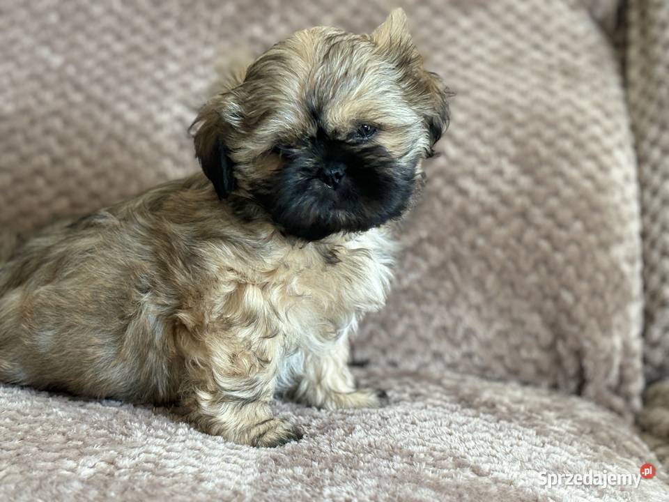 Szczenięta shih tzu Korzeńsko sprzedam