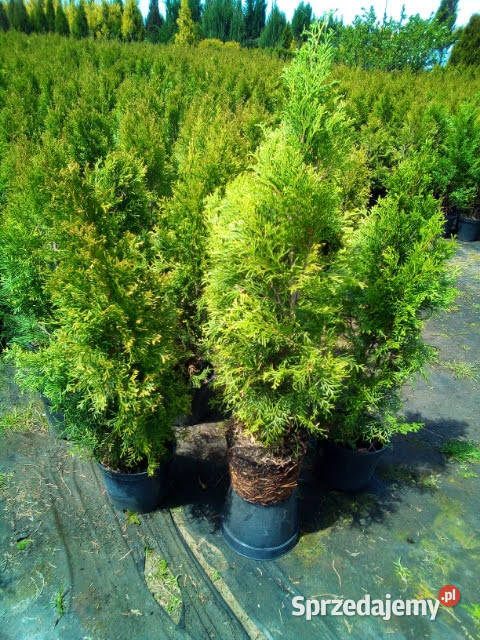 Tuja szmaragd tuje thuja szmaragdowa na żywopłot Zielonka