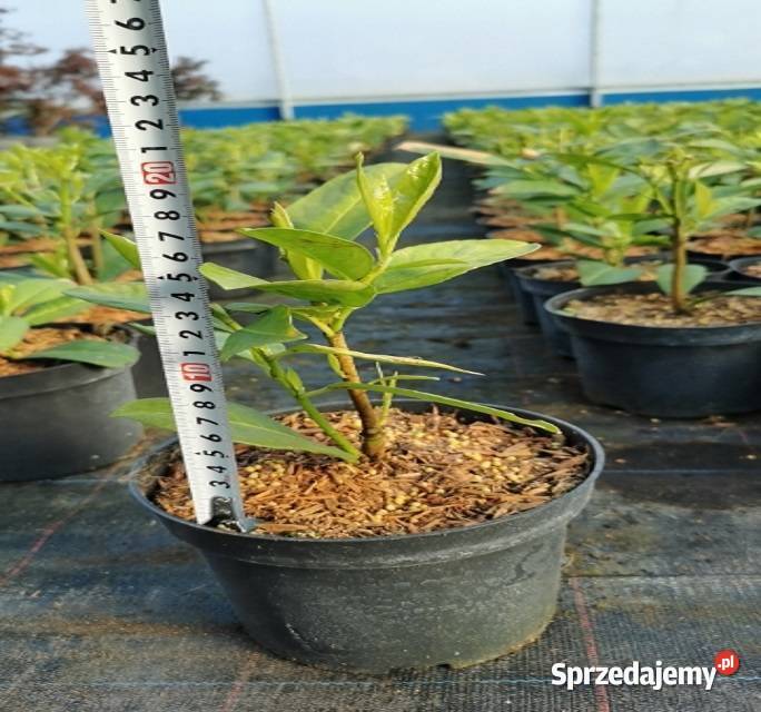 Laurowiśnia w donicy 2l rotundifolia 10-25cm dostawa fv