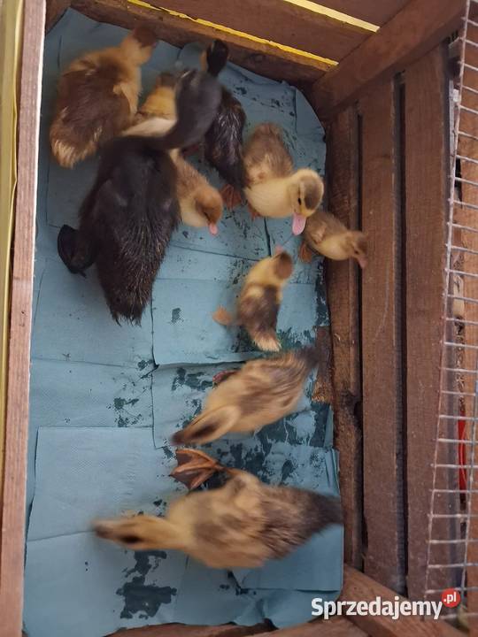 Sprzedam kurczaki i kaczki mazowieckie