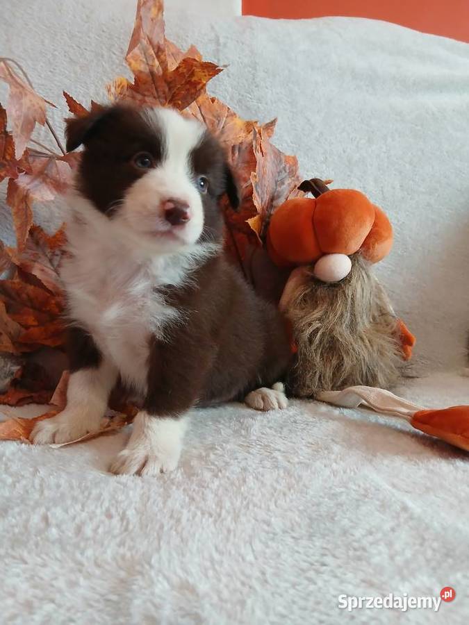 Border collie czekoladowo białe Toruń